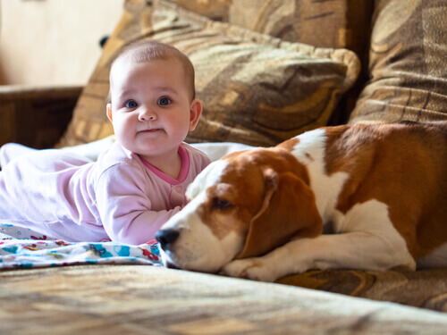 neonato e cane bianco e marrone