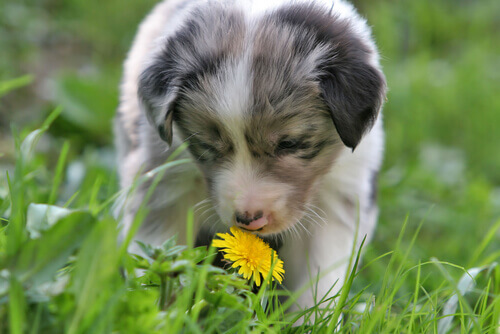 Odori che i cani detestano