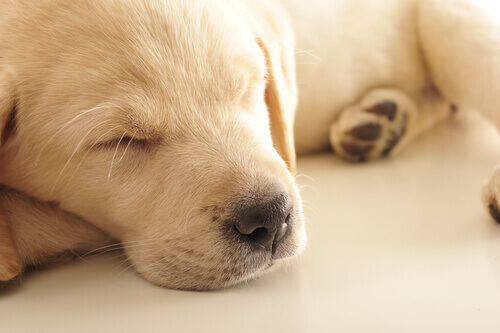 Perché i cani piangono nel sonno?