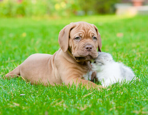 Cane o gatto, cos'è meglio?