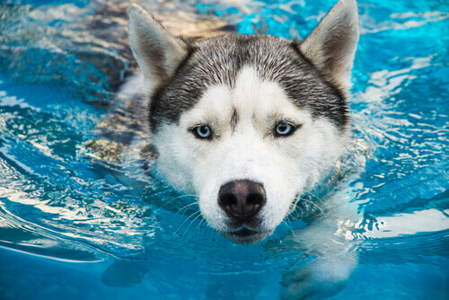 cane-nuotando