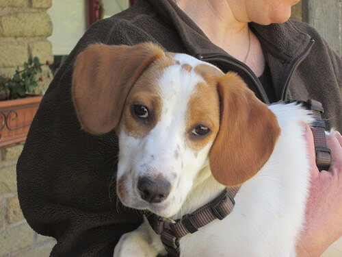 Naki'o, il cane bionico