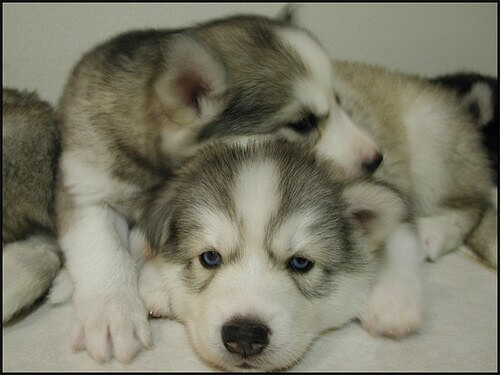 Consigli per scegliere il cane giusto