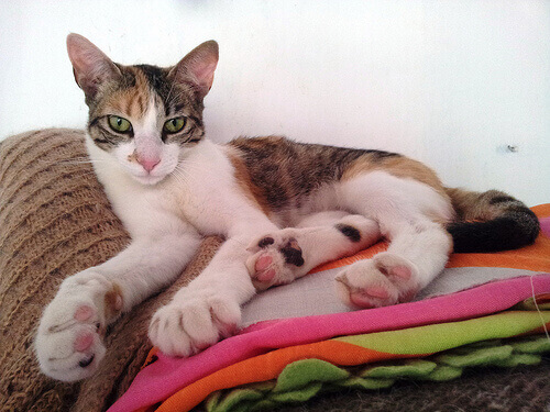 Quando un gatto si annoia...