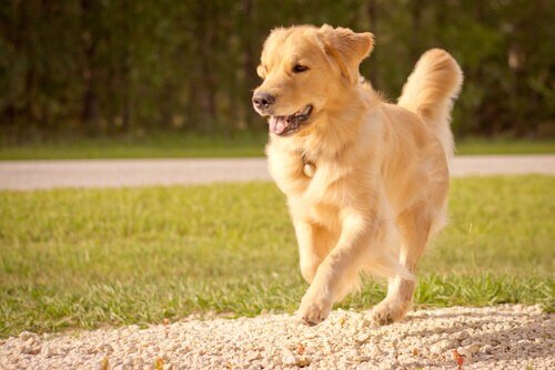 Il cane rappresenta il meglio di una persona