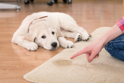 cucciolo fa la pipì sul tappeto