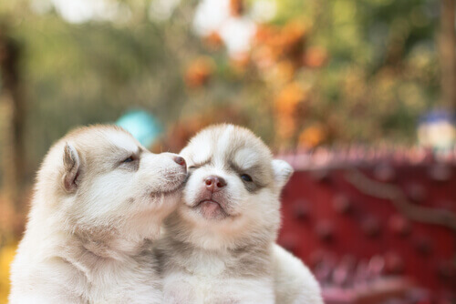 Meritiamo l'amore che ci danno gli animali?