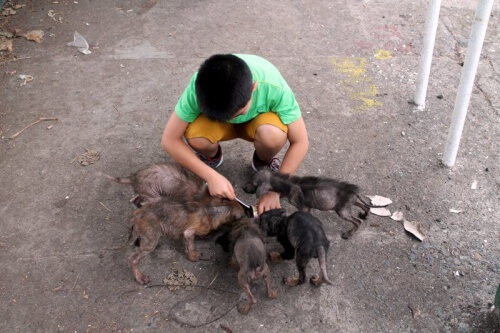 Un bambino filippino realizza un rifugio per animali