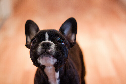 Un pilota salva un cane