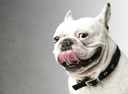 Il Bulldog, un cane davvero simpatico
