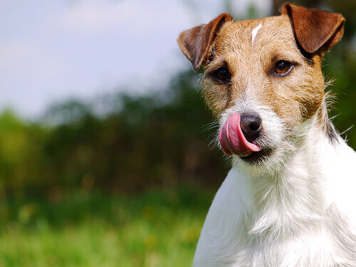 Gli alimenti preferiti dai cani