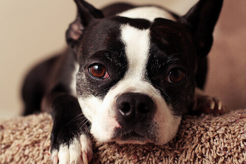 Allergia nei cani: quali sono i sintomi?