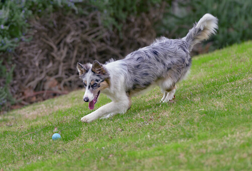 cane-gioco-del-riporto