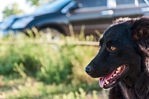 Cani e veicoli in movimento