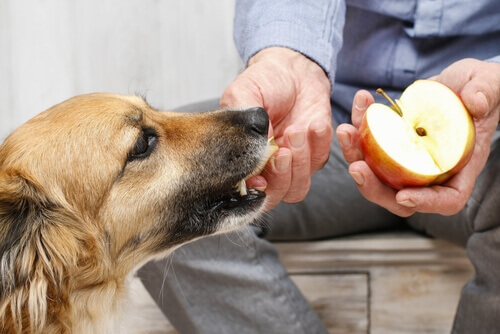 Cane che mangia una mela