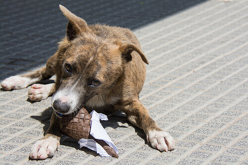 Alimenti che il vostro cane deve evitare