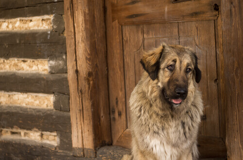 cane-soffre-alzheimer