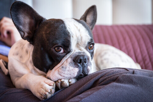 Il vostro cane vi amerà più di voi stessi