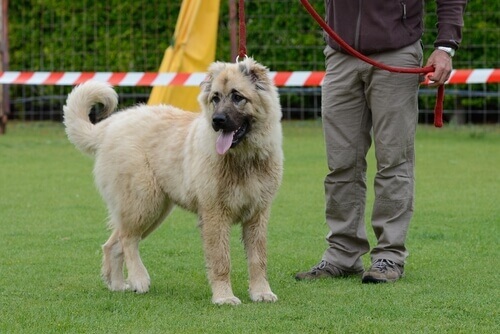 Il vostro cane è ubbidiente?