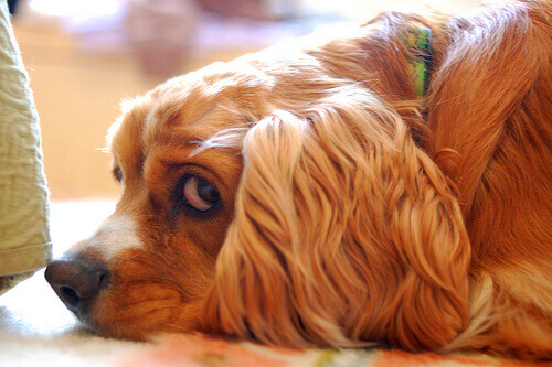 I cani capiscono quando siamo arrabbiati?