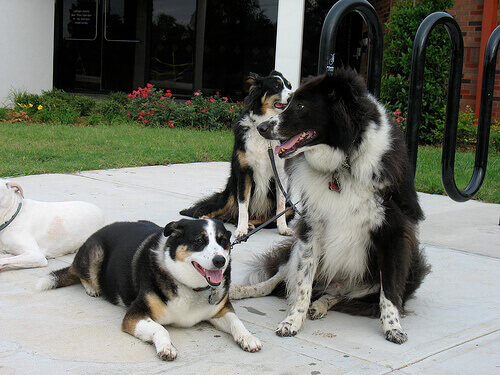 Adottare un cane, il segreto della felicità