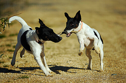 Come mantenere il cervello del cane in buono stato