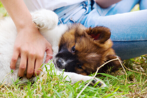 I cani percepiscono il nostro dolore