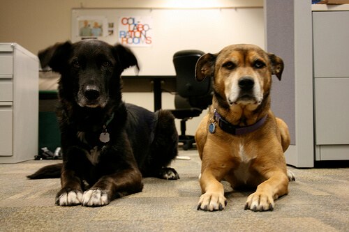 Cani molto civilizzati