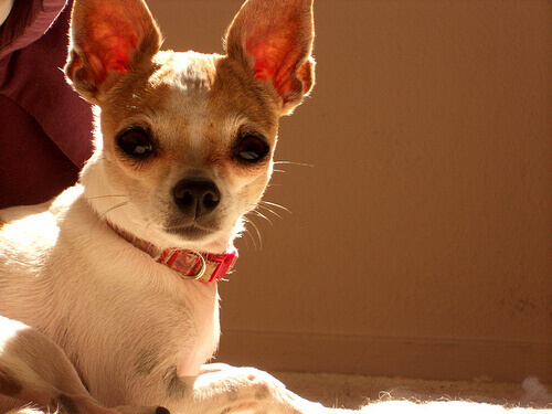 Chihuahua salva la vita a un cane gigante