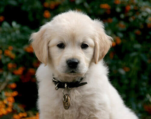 Arriva a casa un nuovo cucciolo