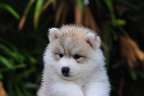 Ragioni per amare un cane