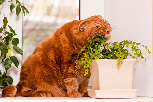 gatto arancione mangia erba