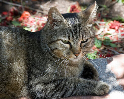 Azienda giapponese adotta gatti per gli impiegati