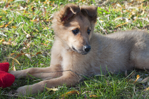 Cane da pastore basco, una razza poco conosciuta