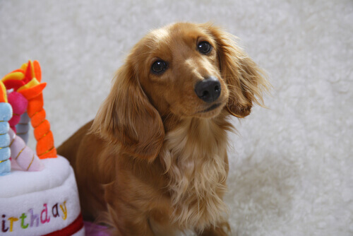 Pericoli per gli animali nei giorni di festa