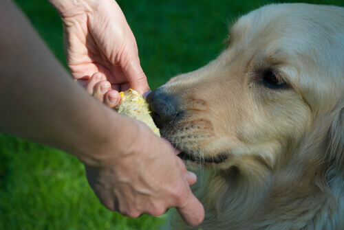 risparmiare-con-il-cane