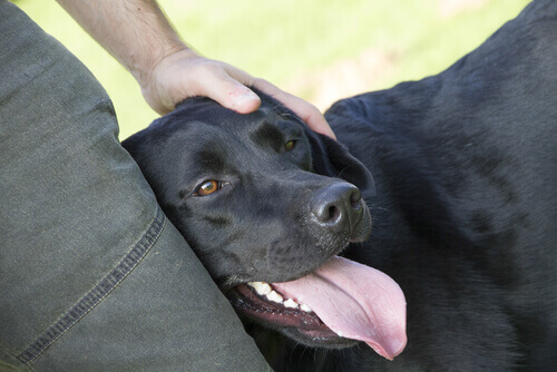 Imparate a trattare correttamente un cane