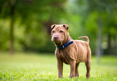 Shar Pei adulto