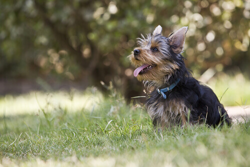 I 3 miti più comuni sui cani di piccola taglia