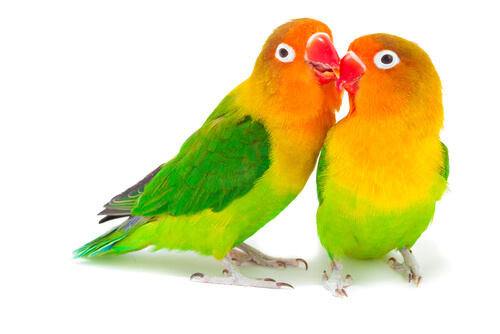 Agapornis: di che cure hanno bisogno?