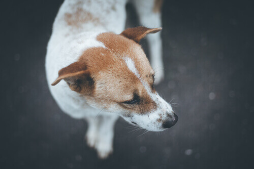 Salvato cane denutrito mentre la padrona era in vacanza