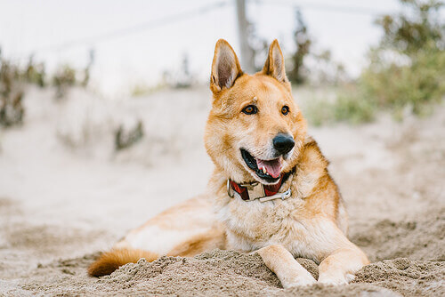 La sorprendente storia di Arthur, il cane atleta