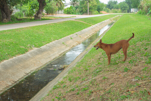 Indagata la donna che gettò un cane nel canale