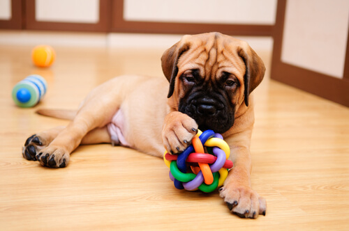 cucciolo gioca sul pavimento con pallina colorata