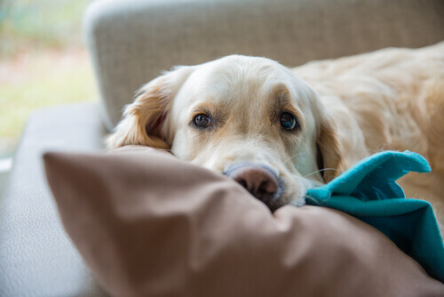 I cani amano dormire sotto le coperte
