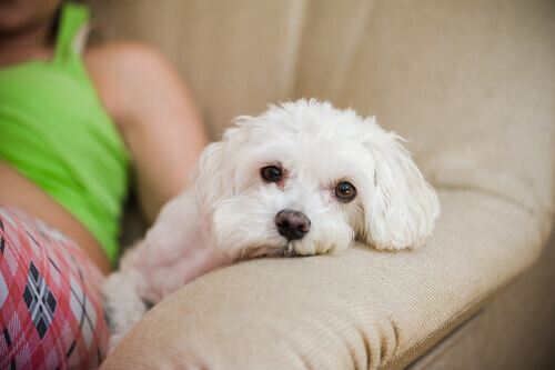 Dormire con un animale aiuta a conciliare il sonno