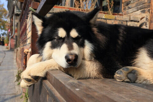 Perché i cani dormono tanto?