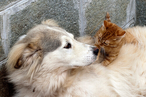 Il vostro animale ha bisogno di una terapia?