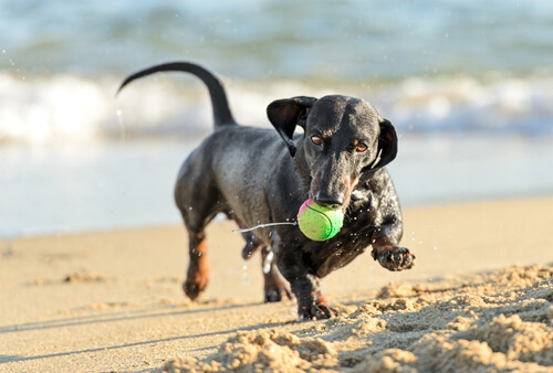 bassotto gioca con la pallina sulla spiaggia