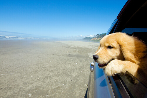 cane viaggia all'estero in auto